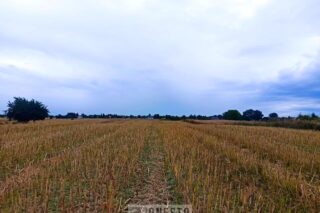 Działka na sprzedaż, Panieńszczyzna, 11007m2