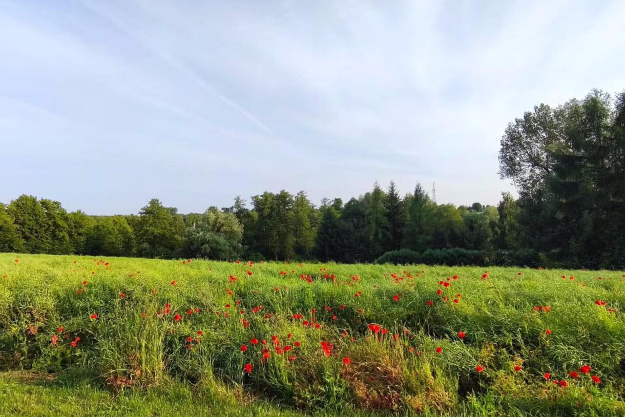 Działka na sprzedaż, Jastków, 2645m2