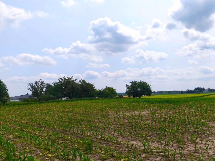 Działka na sprzedaż, Panieńszczyzna, 3027m2