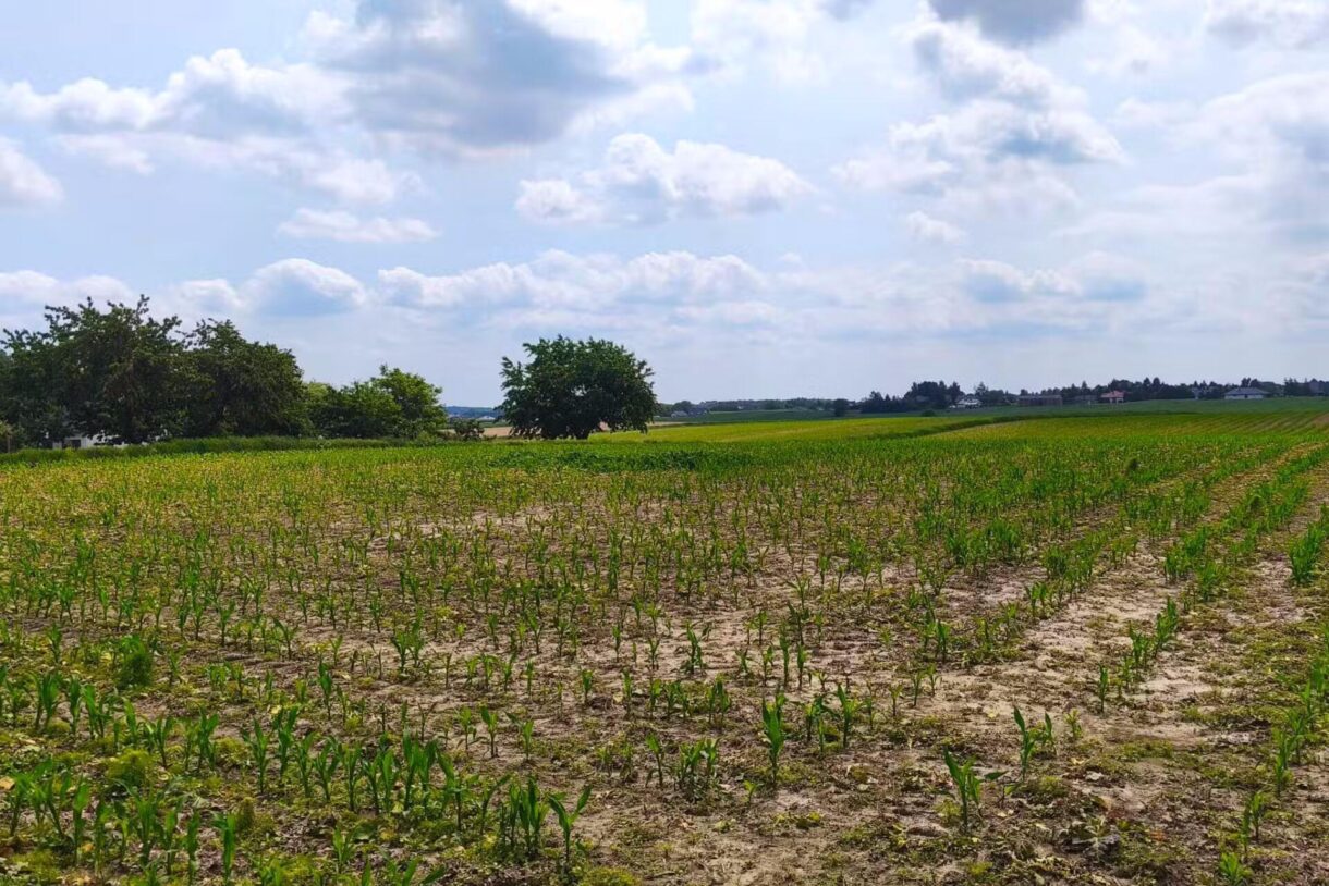 Działka na sprzedaż, Panieńszczyzna, 3027m2