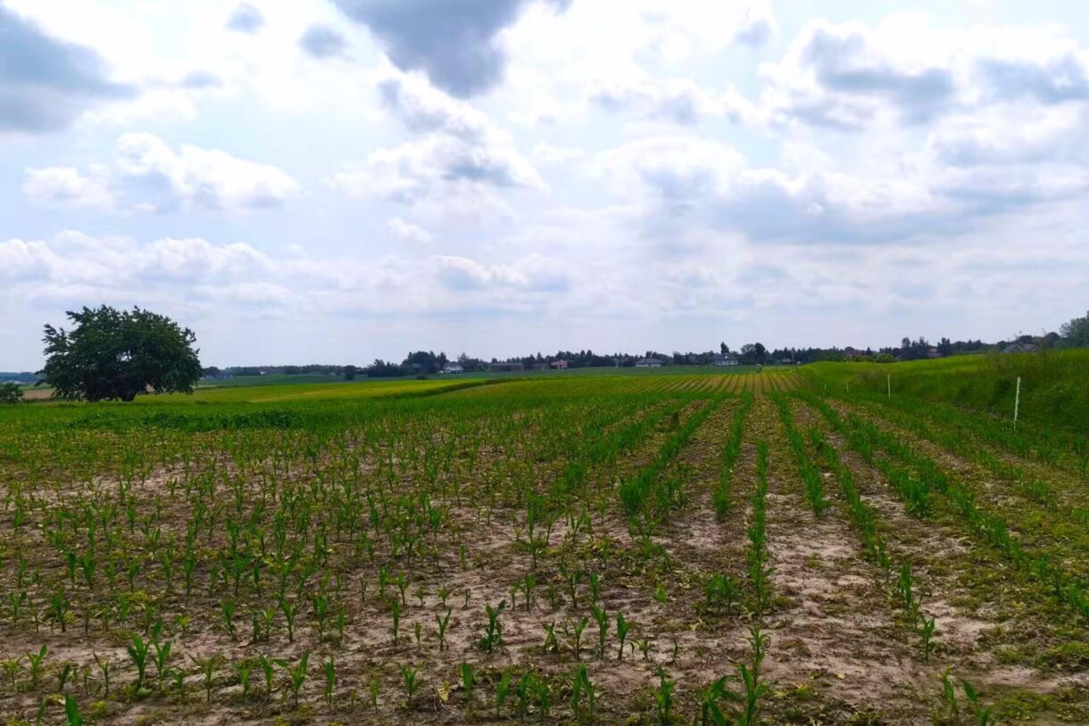 Działka na sprzedaż, Panieńszczyzna, 3027m2